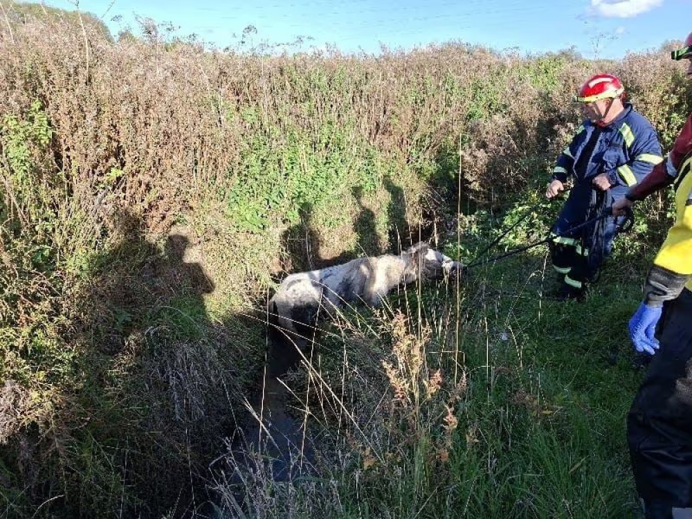 Fire crews rescued a horse from a stream in Middlewich. (Photo: Cheshire Fire & Rescue Service) 