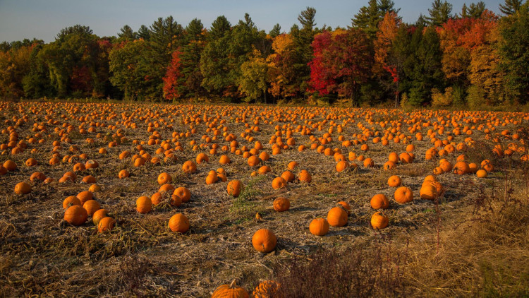 This is the 10th year pumpkins have been grown on the farm (image via Graham Hayward on Pexels)