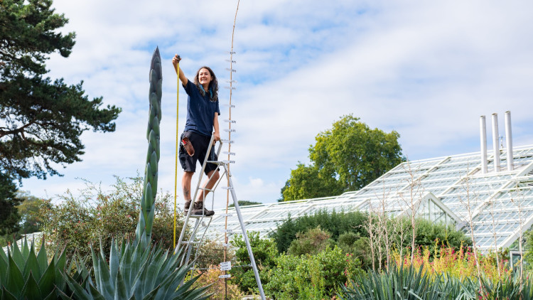 Anna Lim, Botanical Horticulturist with Agave montana (credit: Sebastian Kettley/ RBG Kew).