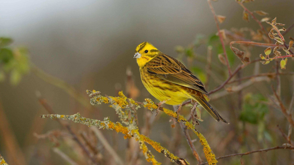 Red-listed Yellowhammer birds will also benefit from the new site (image via Mark Hamblin)