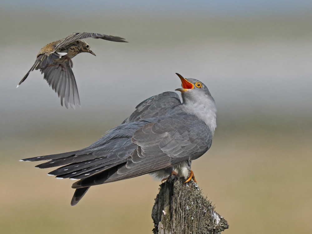 Bird Photography with Andy Sands