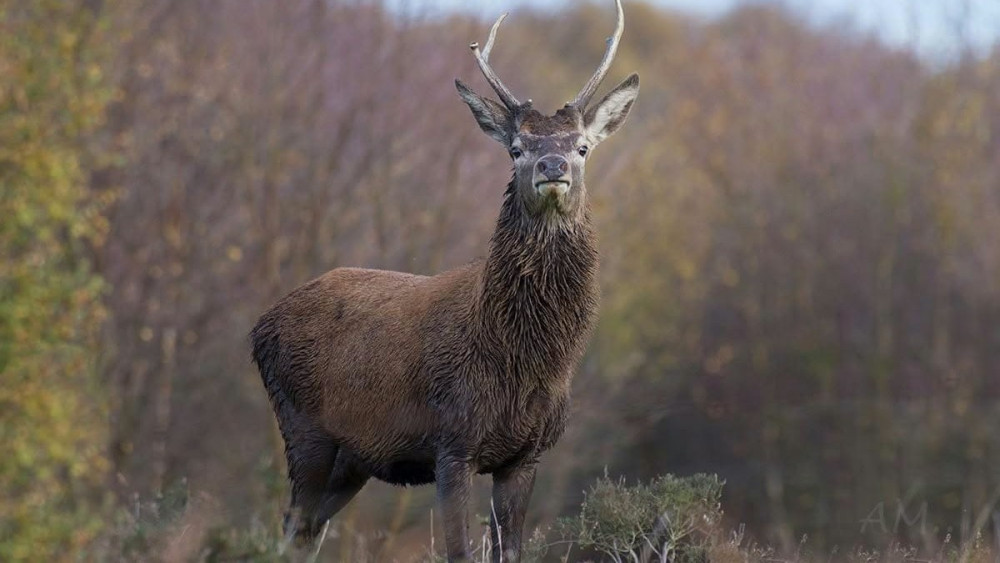 Bruce the deer (image via Andrew Marlow photography via Staffordshire County Council)