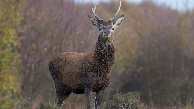 Bruce the deer (image via Andrew Marlow photography via Staffordshire County Council)