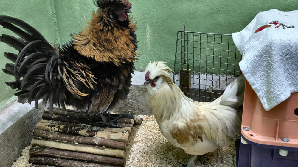 Nantwich's RSPCA Stapeley Grange Wildlife Centre is seeking new homes for five cockerels who were rescued from precarious locations (Photo: RSPCA).
