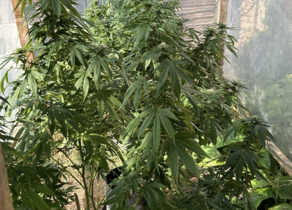 Police discovered a cannabis grow in North Leamington, seizing five plants and related items (image via Leamington Police) 