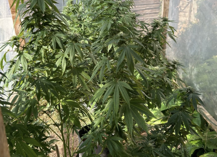 Police discovered a cannabis grow in North Leamington, seizing five plants and related items (image via Leamington Police) 