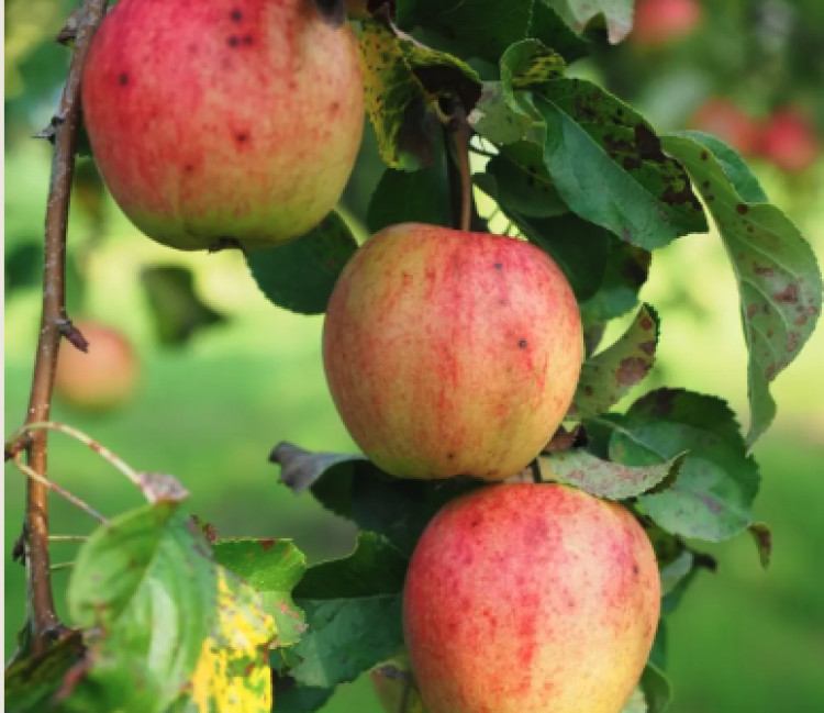Warwick's Apple Weekend and Country Fair returns on 10 to 11 October, featuring heritage apples, craft stalls, Victorian gardens, and more (image via Pixabay)