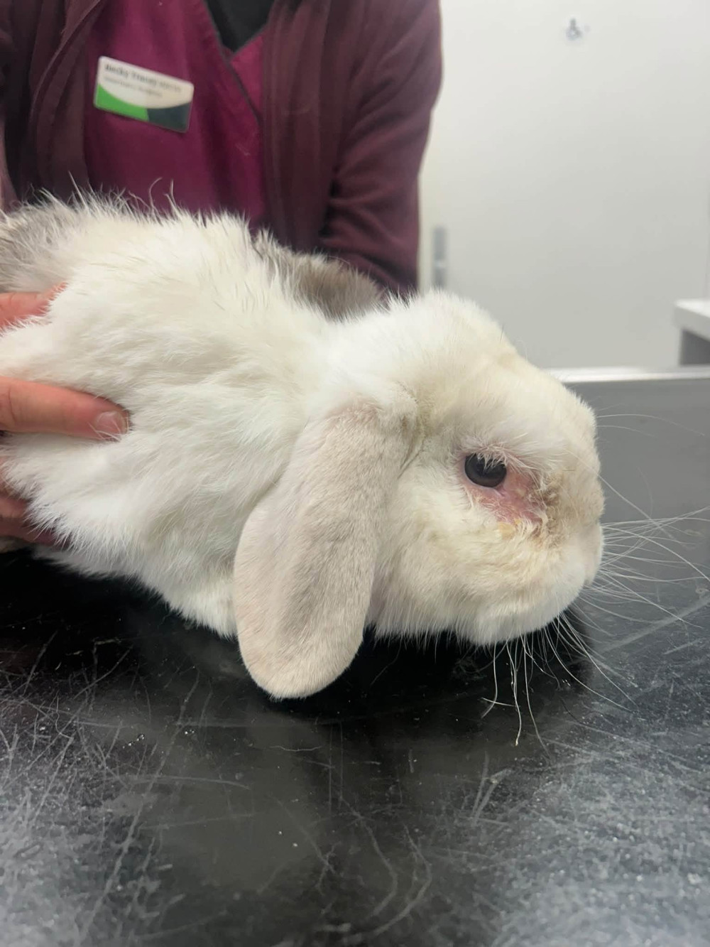 Alsager Vets for Pets is looking for the owner of this white rabbit found in Sandbach. (Photo: Vets for Pets)