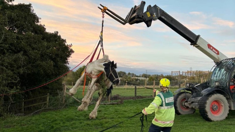 Crews put straps around Snowy to lift him from the ditch (image via Staffordshire Fire and Rescue Service)