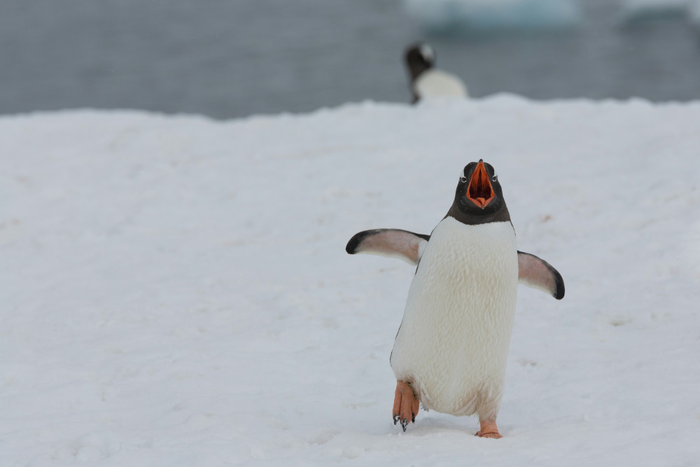 Event highlights include Ursula Franklin's penguin talk in Glastonbury, Wells Food Festival, and RNLI Mendip Folk Concert with Harbottle & Jonas in Winscombe.