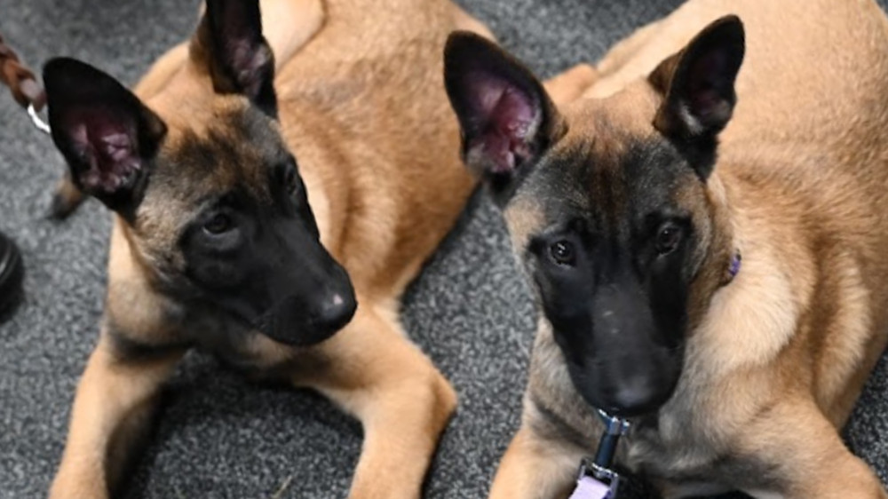 Cheshire Constabulary's newest recruits, Vinny and Nora (Credit: Cheshire Police)