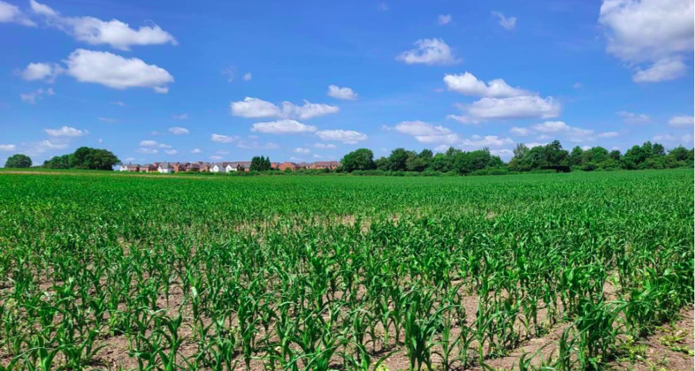 A view across the site in Bishop's Tachbrook (image via planning application)