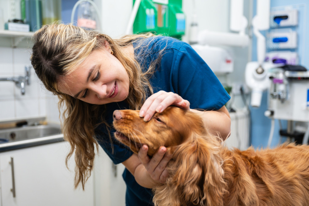 The practice is offering local pets free dental checks