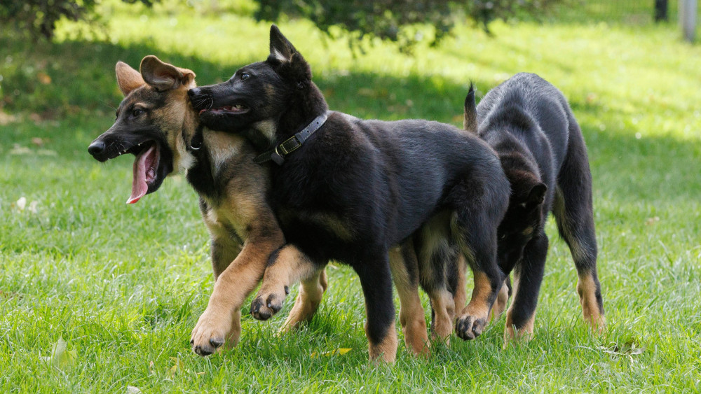 Greater Manchester Police has welcomed six new puppies who are ready to start training as police dogs (Image - GMP)