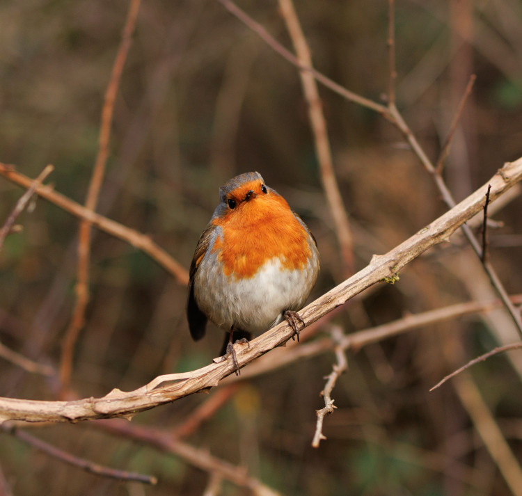 Robin Box Building