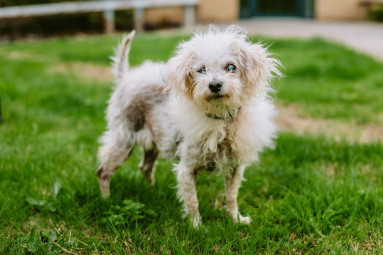 Tilly, a ten-year-old Bichon Frise cross, is looking for her forever home (Credit: RSPCA)