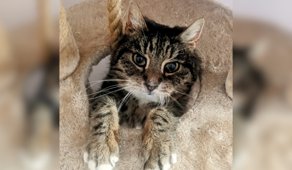 'Sweet and affectionate' Charlie is searching for his forever home (Credit: RSPCA)