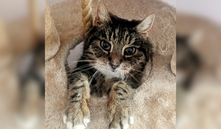 'Sweet and affectionate' Charlie is searching for his forever home (Credit: RSPCA)