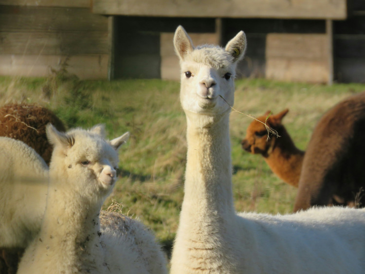 A busy weekend ahead in Street, Glastonbury and the surrounding areas (Unsplash) 
