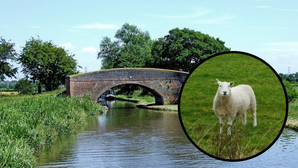 The sheep was left in the care of a farmer (images via Roger D Kidd and Richard Sutcliffe on Geograph)
