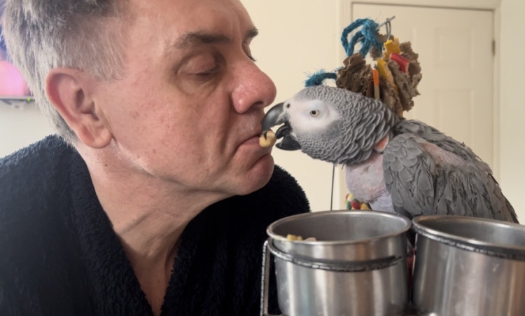 Coco the African grey was adopted by Congleton couple Tony and Noemi five years ago (Credit: Supplied)