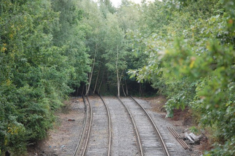 Root and Branch Line