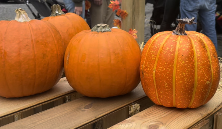 The 11th annual Pumpkin Path arrives in Leamington this weekend (24 October) (image via Nub News) 
