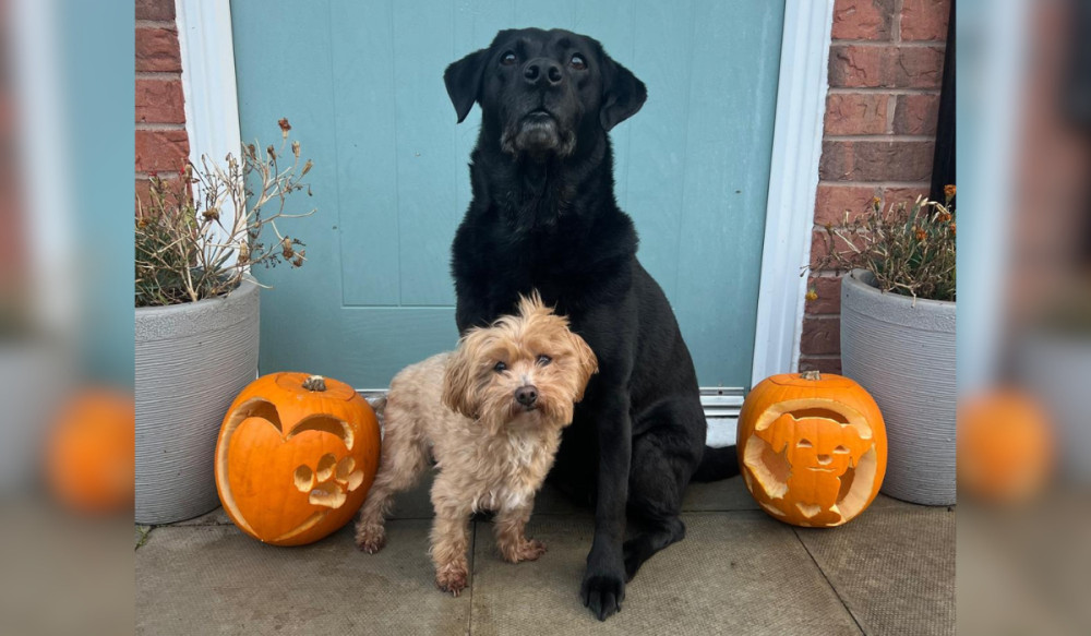 Wright & Morten Vets have shared some top tips for keeping pets happy and safe over Halloween and Bonfire Night (Credit: Wright & Morten Vets)