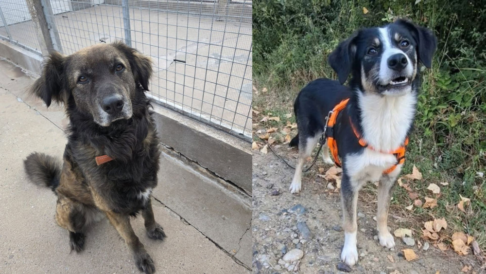 It is a chance for dogs to make new friends (images via  Brighter Days Rescue)