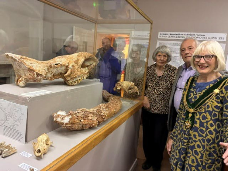Wells museum displays rare woolly rhino skull from Mendip cave (Photo: Wells City Council) 