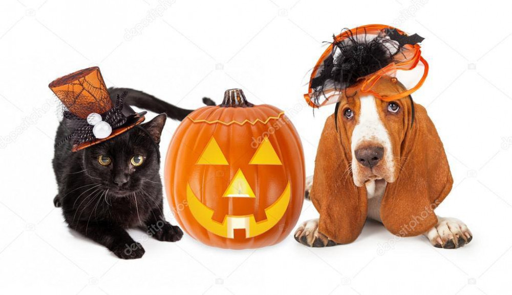 Vets for Pets Alsager have shared their top tips for keeping pets safe and happy over Halloween and Bonfire Night. (Photo: Vets for Pets)