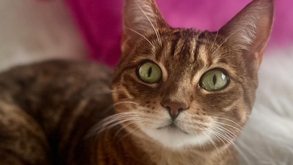 Fliss, who was originally found as a street cat in a 'terrible state', was looked after at RSPCA Stockport before finding her forever home (Image via RSPCA)