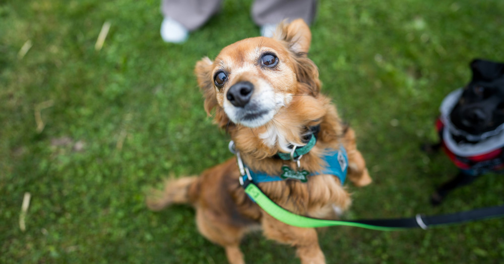 Wells City Council meets on Thursday, 22 October to consider an off-lead dog ban on Cathedral Green before Somerset Council decides.