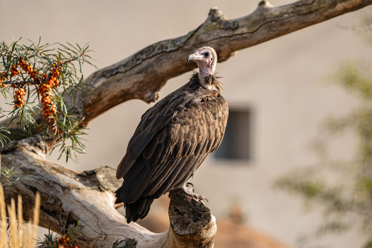 Hooded vultures have wingspans of up to 180cm (Image: Chester Zoo)