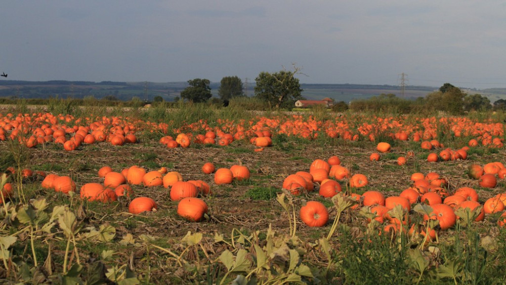 There are plenty of options (image via Pauline E on Geograph)