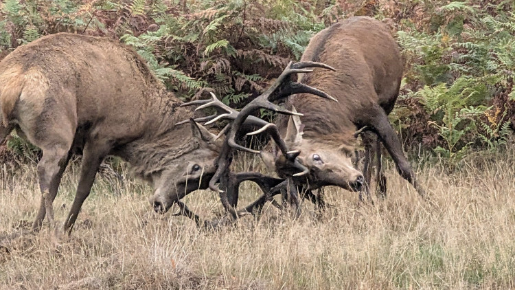 Two stags engaged in a rut in Richmond Park (credit: Carl Myhill).