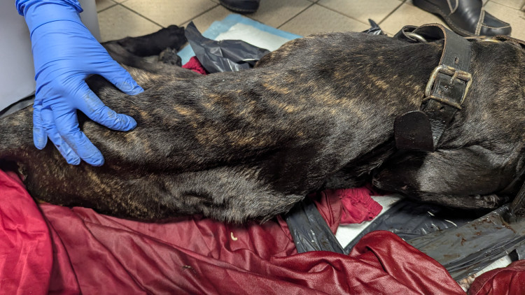 Snoop’s body was found at Bentley’s former home in Aspen Close in Congleton on January 16 last year when RSPCA Animal Rescue Officer Fay Bowers attended to investigate concerns that animals had been left at the property. (Photo: RSPCA) 