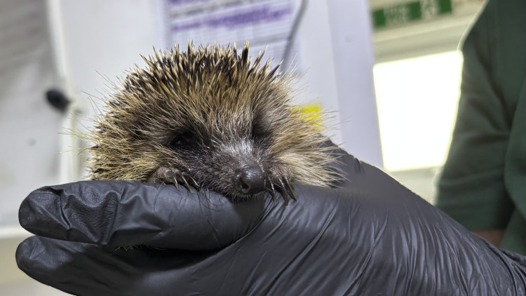 Baddeley Green Hedgehog Rescue Centre has shared tips on how to help hedgehogs this winter (image via Nub News)