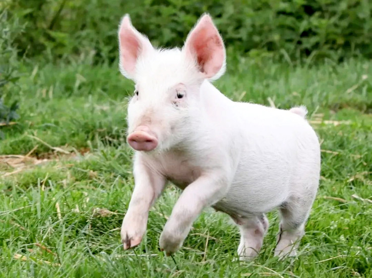 Tom the six-month-old Large White pig now lives at Farm Animal Rescue Sanctuary (image via SWNS)