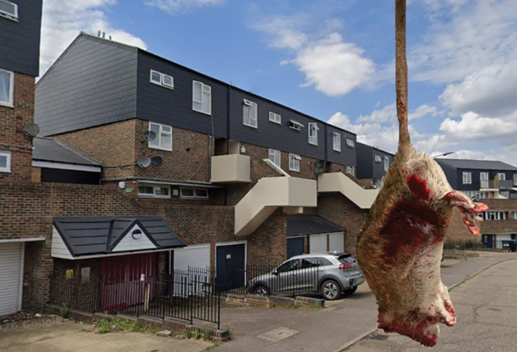 Rats have infested a home on Chieftain Drive.