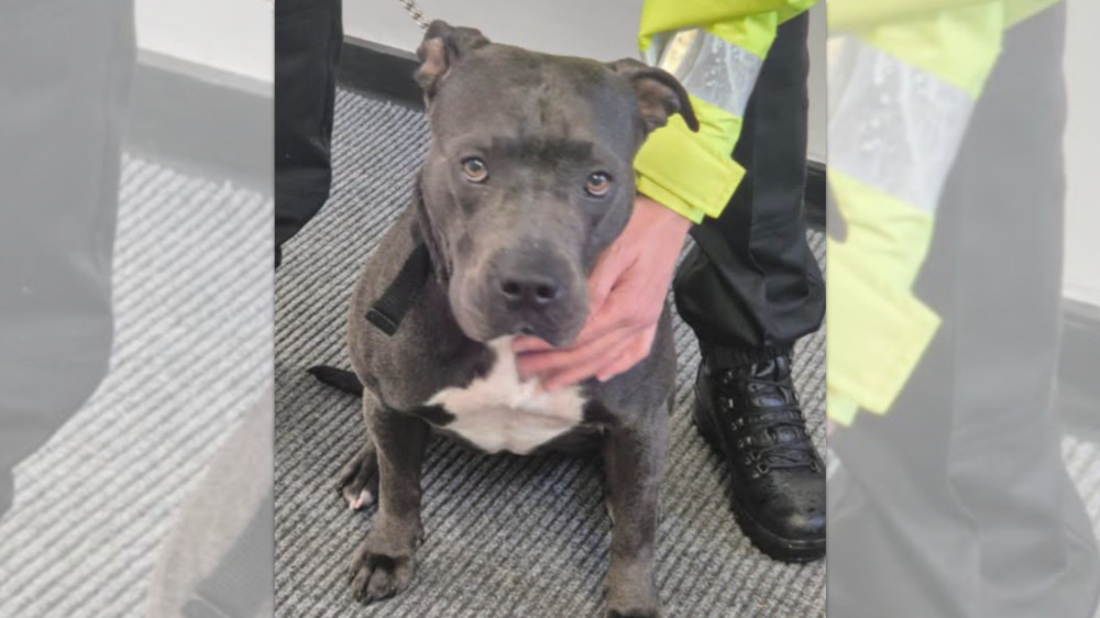Skylar has since been adopted and is 'doing well' with her new family (Image via GMP)