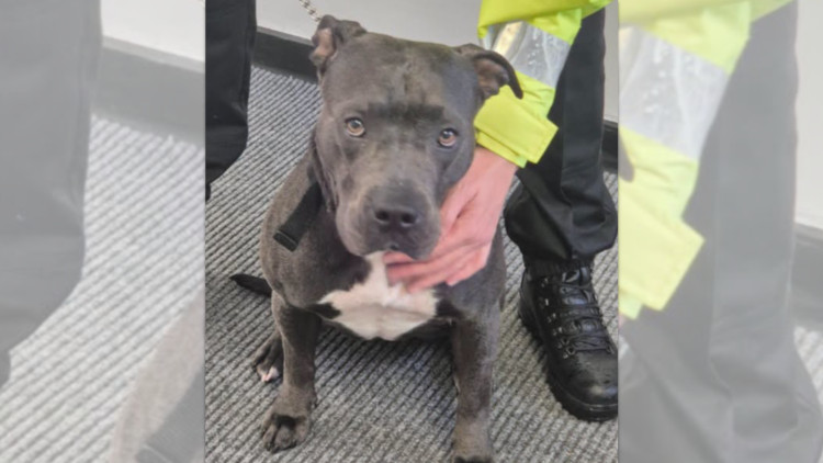 Skylar has since been adopted and is 'doing well' with her new family (Image via GMP)