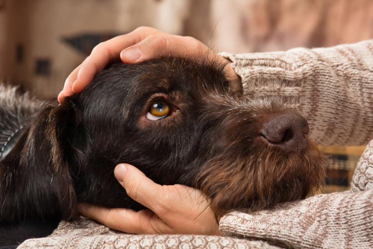 •	Owners can help frightened dogs by creating a safe place they can retreat to, closing curtains to reduce flashes, providing appropriate background noise, and keeping dogs indoors when fireworks are being let off