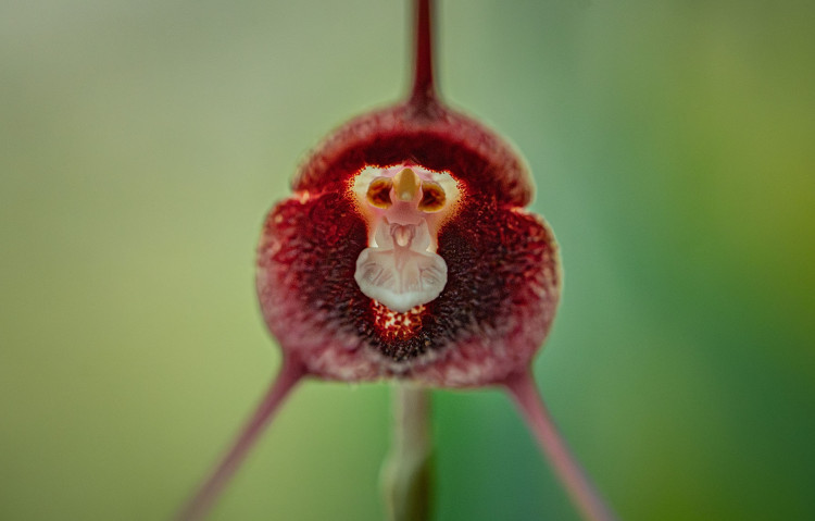  As well as their colourful ‘costumes’, they can also disguise their smell (Image: Nub News)