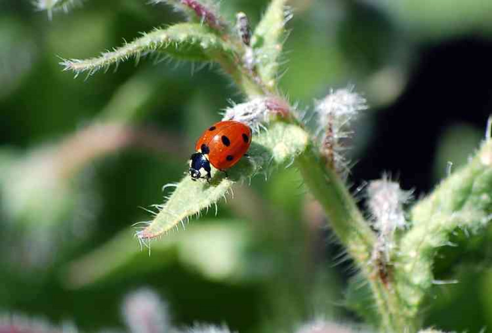 Ladybird