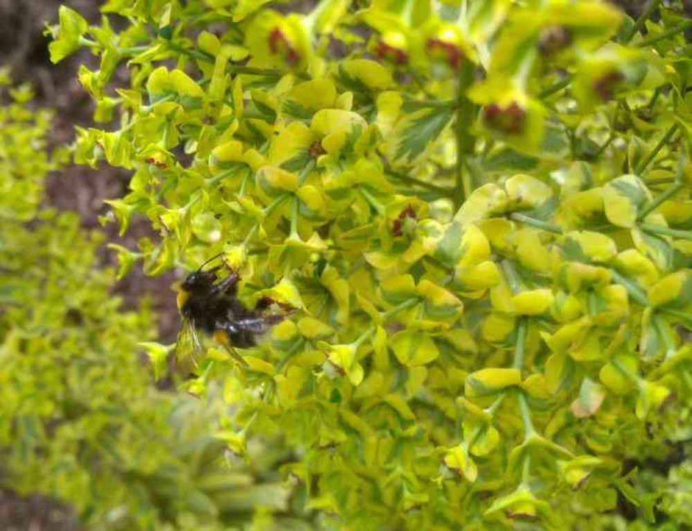 One of the bee-friendly plants the practice has planted