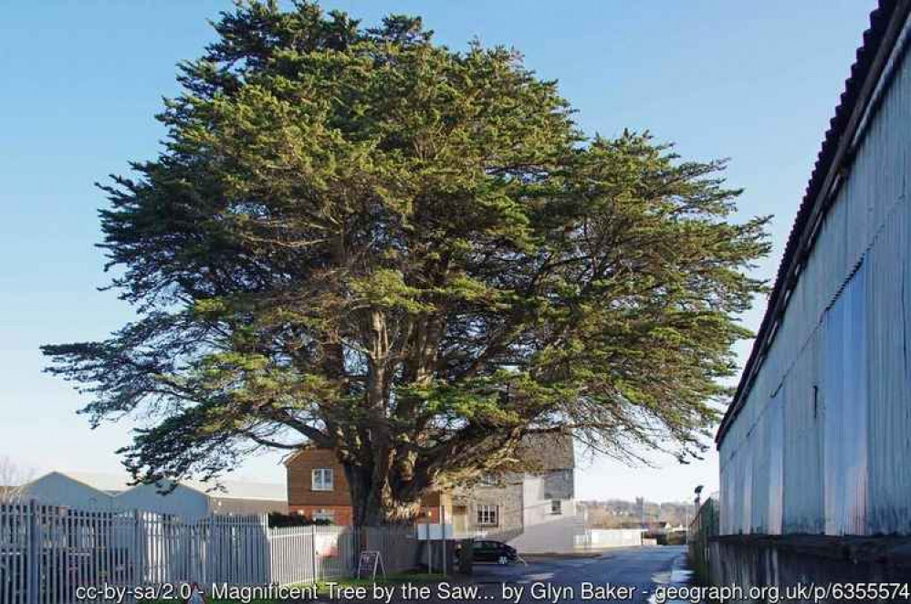 This magnificent tree can be found in Porchestall Drove, Glastonbury