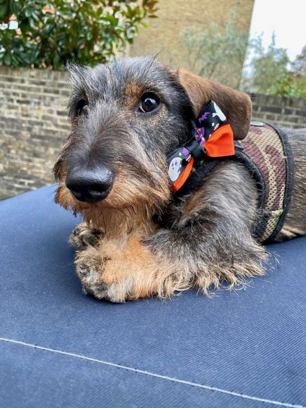 Peewee is ready for Halloween (Credit: Shahriar Nazemi) Peewee is ready for Halloween (Credit: Shahriar Nazemi)