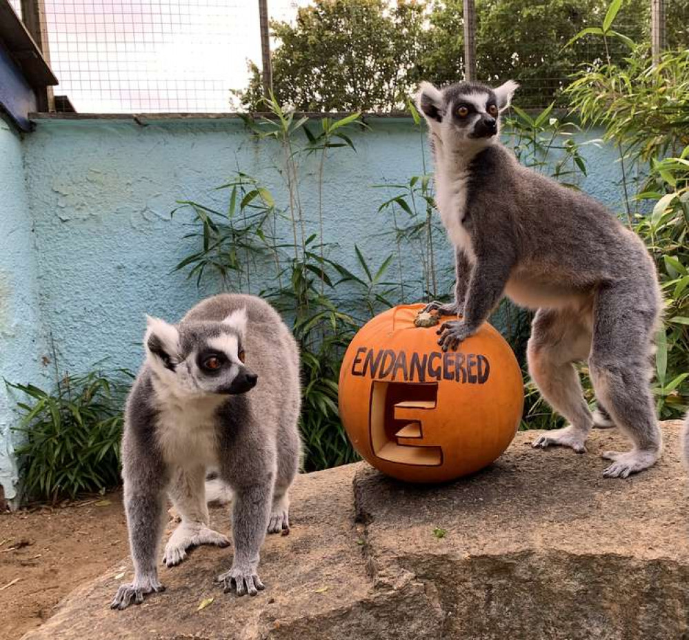 The ring-tailed lemur is listed as Endangered on the IUCN Red List (Credit: Battersea Park Children's Zoo)