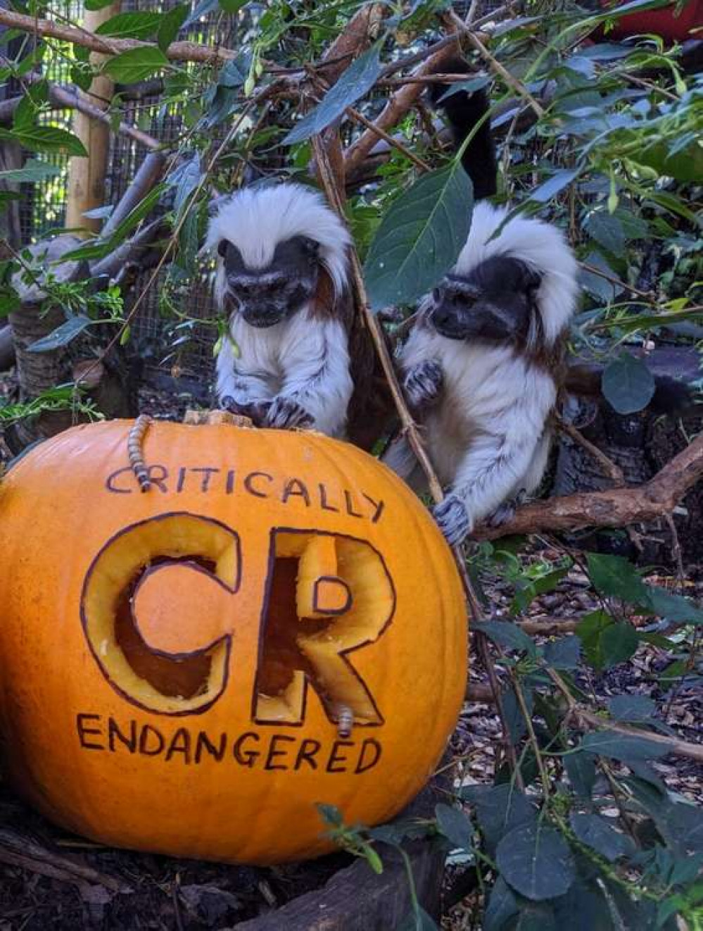 Cotton-top tamarins are falling victim to the exotic pet trade (Credit: Battersea Park Children's Zoo)